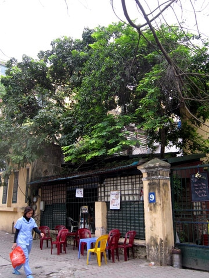 Overcrowded Hanoi maintains trees - 5