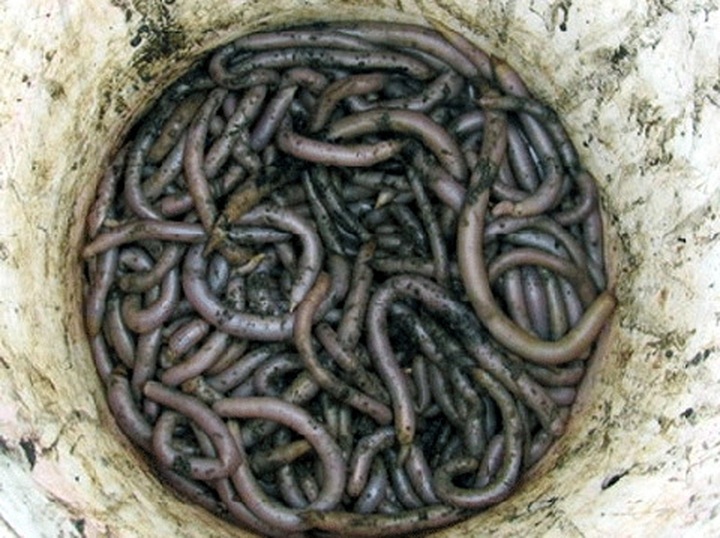 Slippery snacks of Vietnam - 6