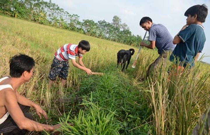 Rats hunted for special dishes in Hanoi - 1 Rats hunted for special dishes in Hanoi - 1