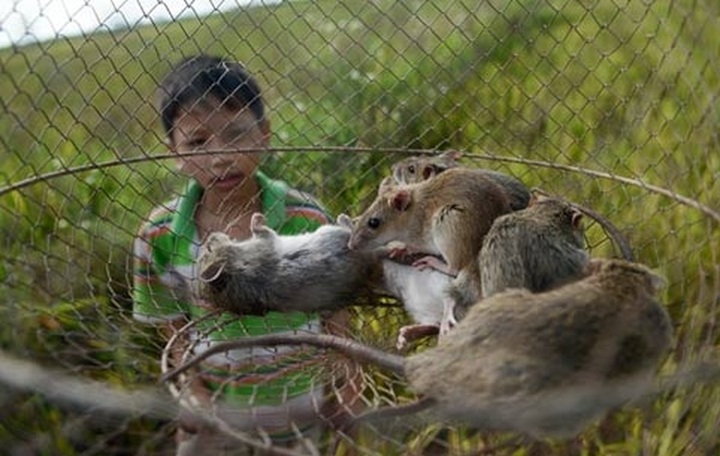 Rats hunted for special dishes in Hanoi - 5 Rats hunted for special dishes in Hanoi - 5
