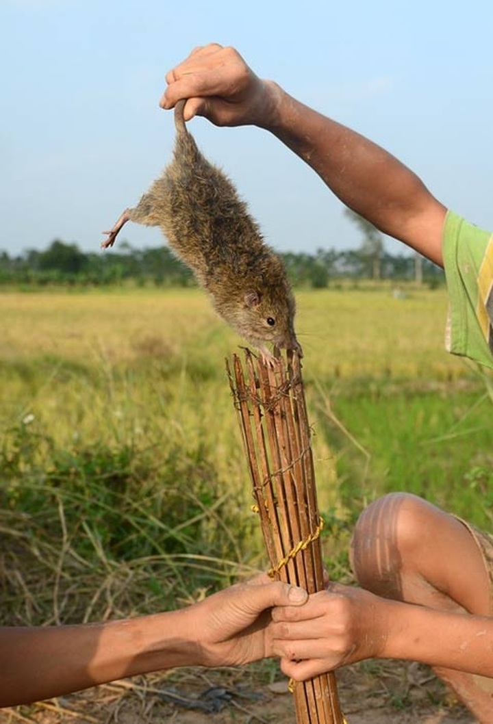 Rats hunted for special dishes in Hanoi - 6 Rats hunted for special dishes in Hanoi - 6
