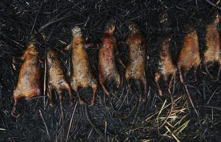 Rats hunted for special dishes in Hanoi - 11 Rats hunted for special dishes in Hanoi - 11