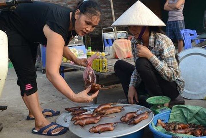 Rats hunted for special dishes in Hanoi - 12 Rats hunted for special dishes in Hanoi - 12