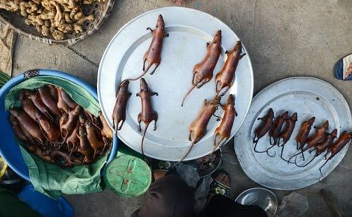 Rats hunted for special dishes in Hanoi - 13 Rats hunted for special dishes in Hanoi - 13