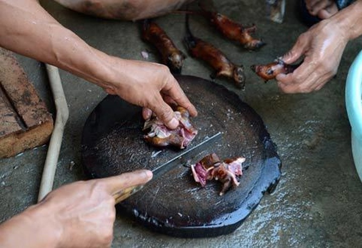 Rats hunted for special dishes in Hanoi - 14 Rats hunted for special dishes in Hanoi - 14