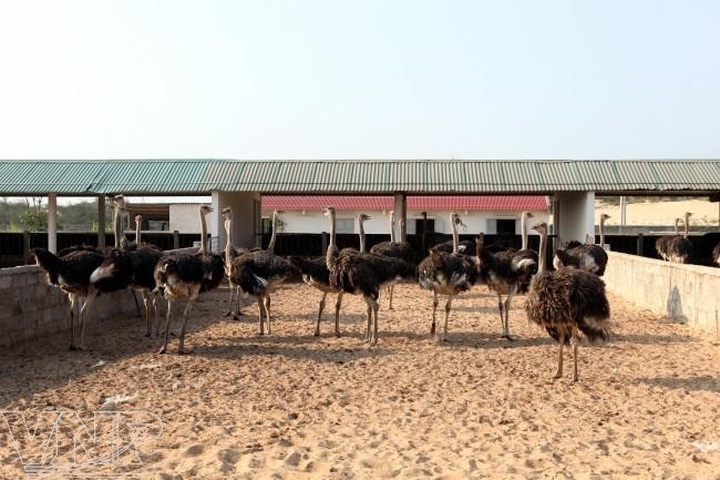 The ostrich business in Quang Binh - 1