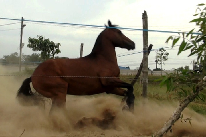 Breeder brings back the racehorse - 3
