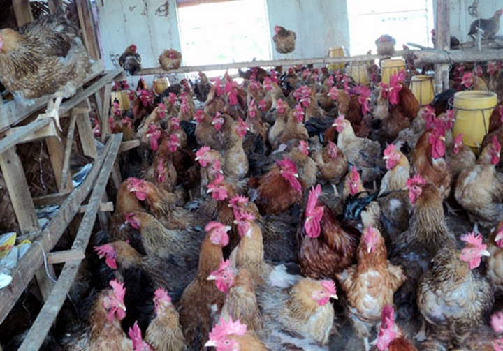 Bird flu bad business for poultry industry - 1 Bird flu bad business for poultry industry - 1