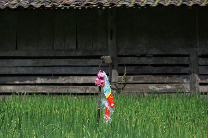 Scarecrows for mice on Vietnamese fields - 10 Scarecrows for mice on Vietnamese fields - 10