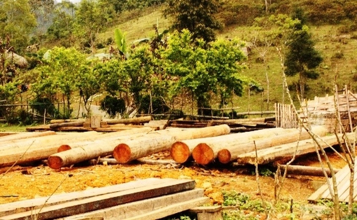 Illegal logging destroys protected forest - 3