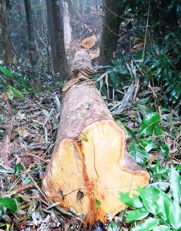 Illegal logging destroys protected forest - 4