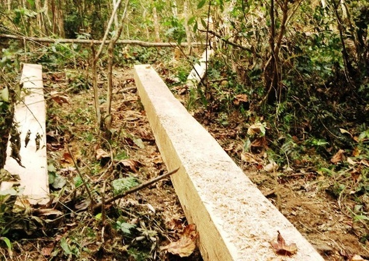 Illegal logging destroys protected forest - 1