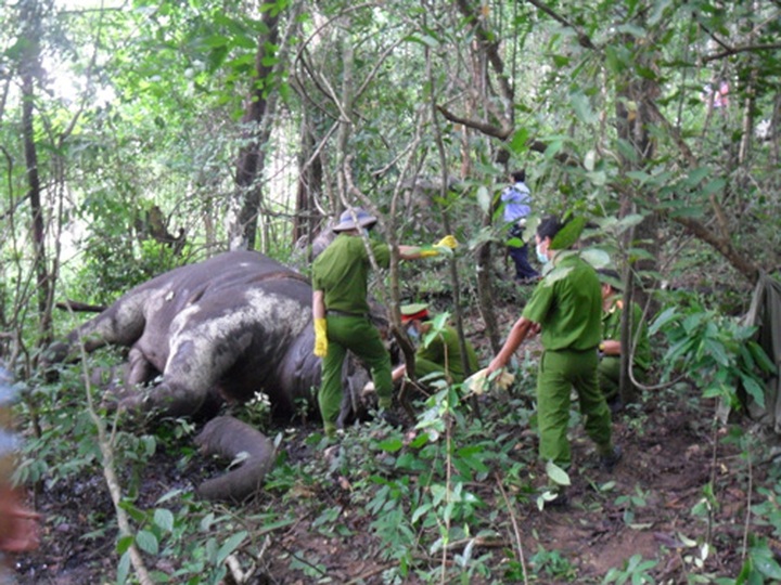 Elephants die of starvation in Vietnamese forests - 1 Elephants die of starvation in Vietnamese forests - 1