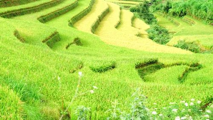 Breathtaking terraced rice fields of Mu Cang Chai - 10 Breathtaking terraced rice fields of Mu Cang Chai - 10