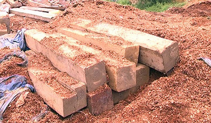 Forest rangers suspected of complicity in illegal logging - 1