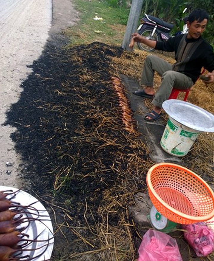 Roadside rat market doing brisk trade in Nam Dinh Province - 4 Roadside rat market doing brisk trade in Nam Dinh Province - 4