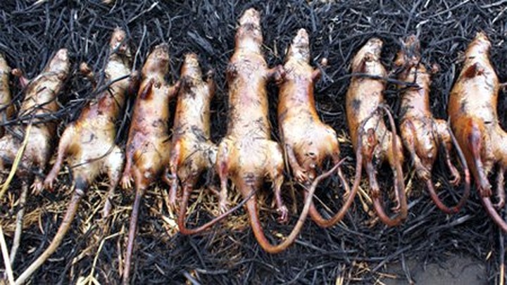 Roadside rat market doing brisk trade in Nam Dinh Province - 3 Roadside rat market doing brisk trade in Nam Dinh Province - 3