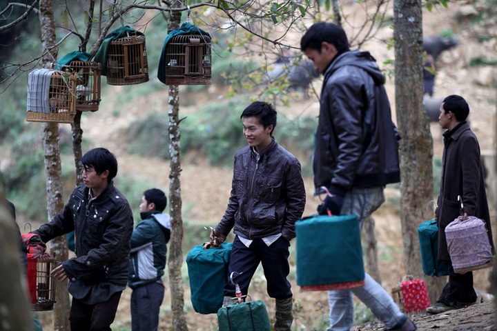 Sweet sounds of Lao Cai Province bird market - 2