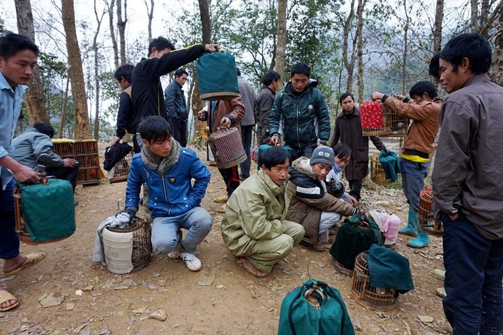 Sweet sounds of Lao Cai Province bird market - 3