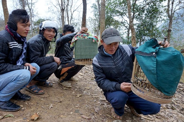 Sweet sounds of Lao Cai Province bird market - 6