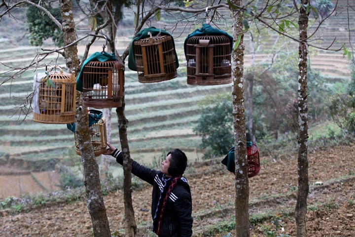Sweet sounds of Lao Cai Province bird market - 7