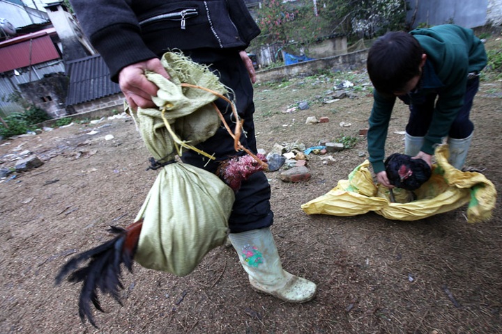 Fighting cock market in Lao Cai Province - 1