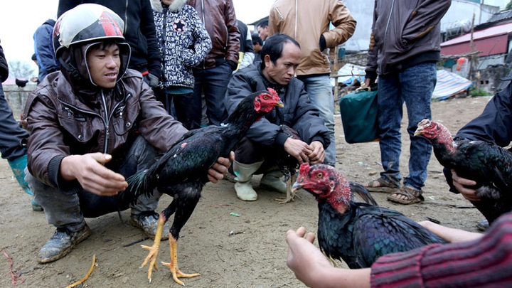 Fighting cock market in Lao Cai Province - 5
