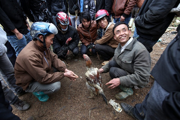 Fighting cock market in Lao Cai Province - 6