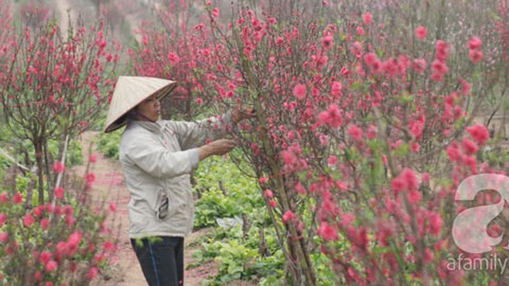 Peach growers in Nhat Tan face unhappy Tet - 1