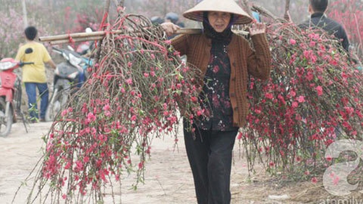 Peach growers in Nhat Tan face unhappy Tet - 2