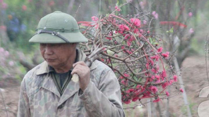 Peach growers in Nhat Tan face unhappy Tet - 7