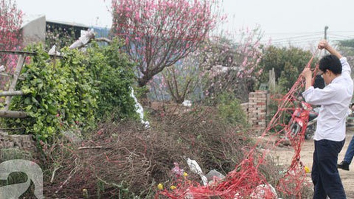 Peach growers in Nhat Tan face unhappy Tet - 4