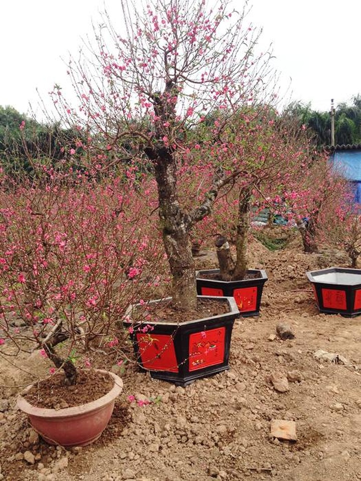 After-Tet service for peach trees yields fruit for growers - 1