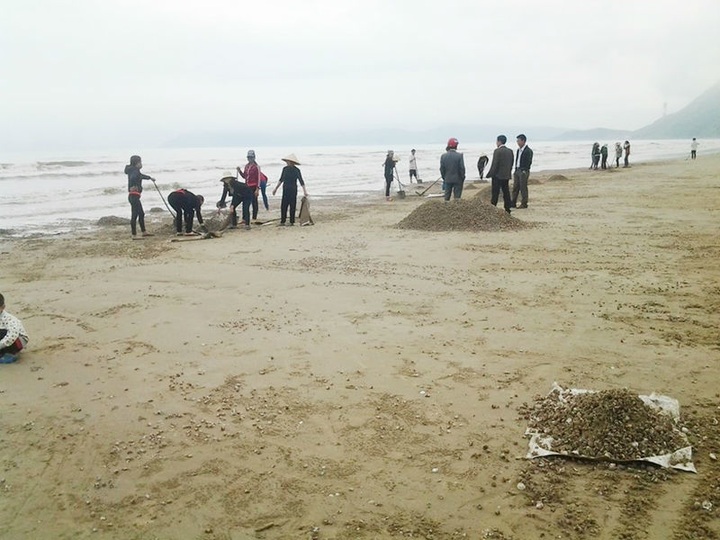 Mass die-off scallops, clams, wash up on Ha Tinh beaches - 4 Mass die-off scallops, clams, wash up on Ha Tinh beaches - 4