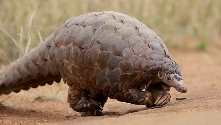 Vietnam joins hands to prevent pangolin trade - 1