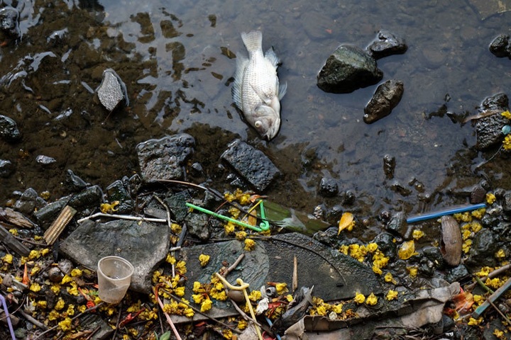 Pollution threatens Hanoi's West Lake - 4