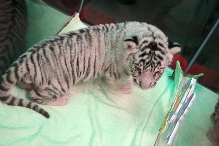 Rare white tigers born at Saigon Zoo - 1