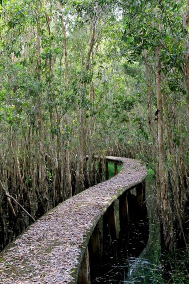 The longest path through the melaleuca forest of Vietnam - 6