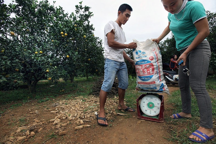 Oranges bring in juicy profits for farmers - 4
