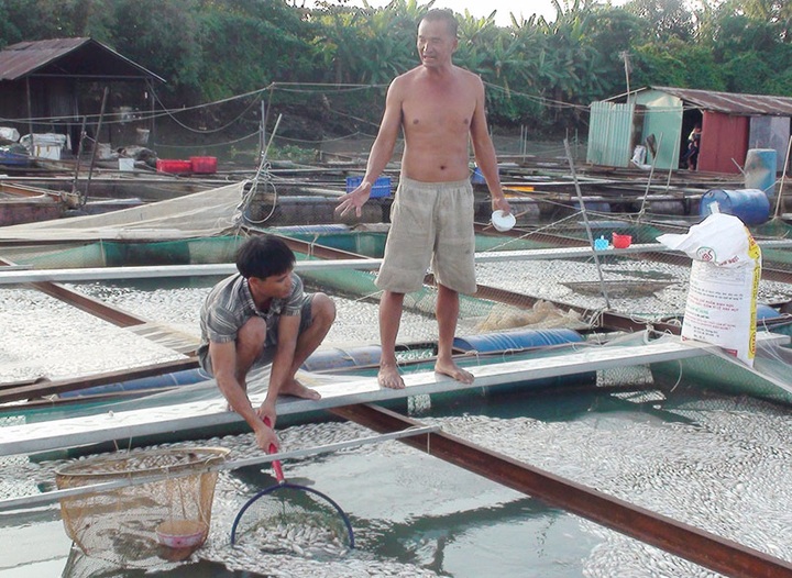 Fish die en mass on Dong Nai River - 1