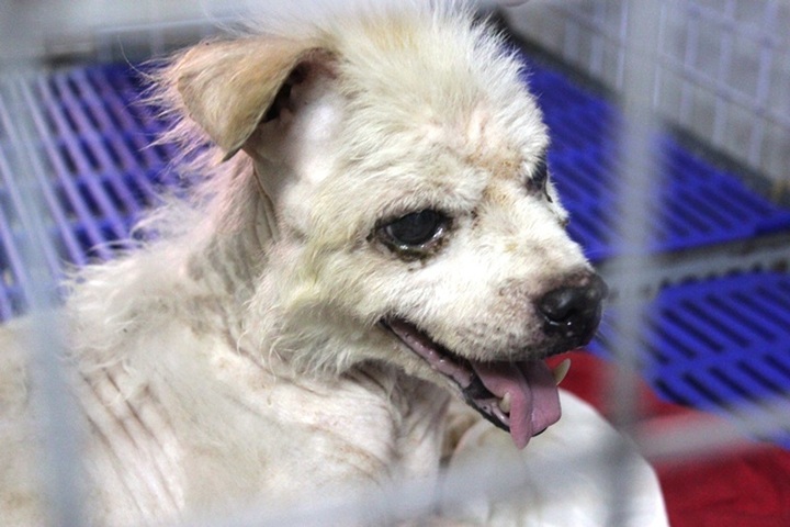 Young woman runs foster home for neglected animals - 3 Young woman runs foster home for neglected animals - 3