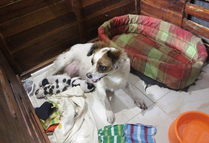 Young woman runs foster home for neglected animals - 5 Young woman runs foster home for neglected animals - 5