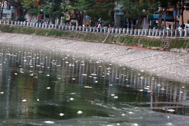 Tonnes of fish die in Hanoi lake - 2