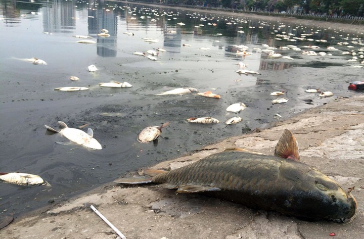 Tonnes of fish die in Hanoi lake - 1