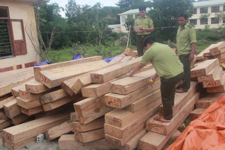 Quang Nam customs official suspended in illegal timber investigation - 1