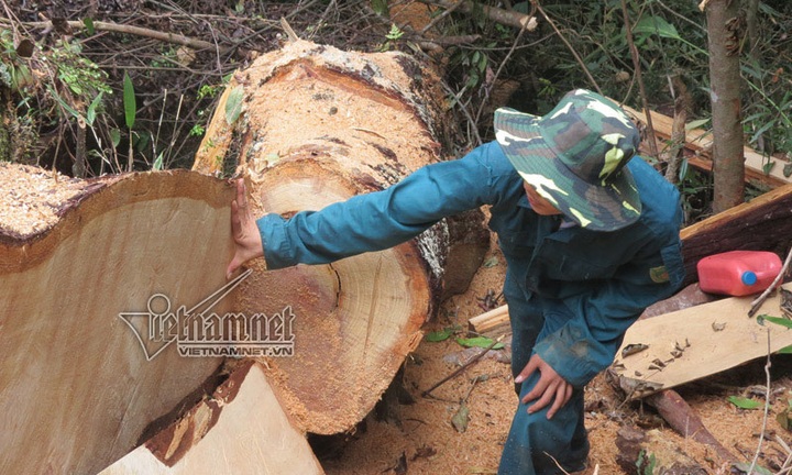 Nghe An Fujian cypress forest ravaged by illegal loggers - 2 Nghe An Fujian cypress forest ravaged by illegal loggers - 2