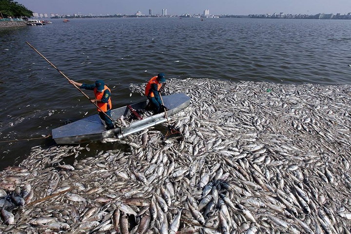 Hanoi to stop fish farming in the West Lake - 1 Hanoi to stop fish farming in the West Lake - 1