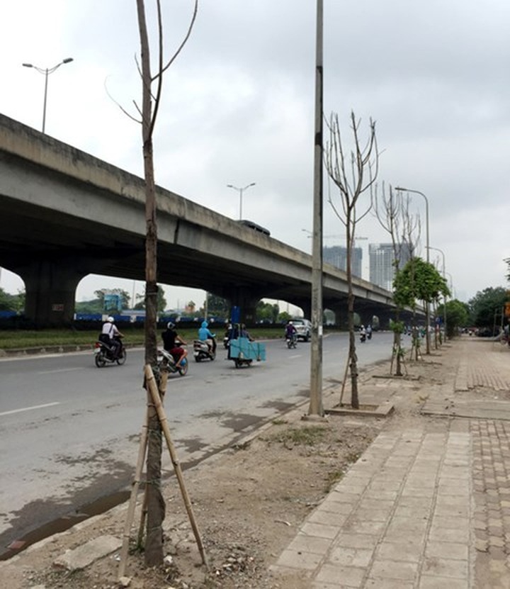 Firm slated for Hanoi tree growing failure - 1