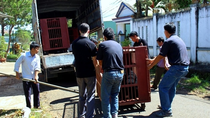 Four captive bears rescued in Gia Lai - 1 Four captive bears rescued in Gia Lai - 1