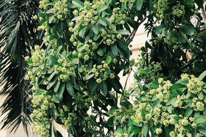 Milkwood Pine flower miasma gives Hanoians headaches - 3